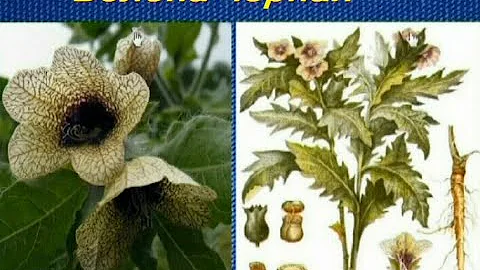 Белена черная