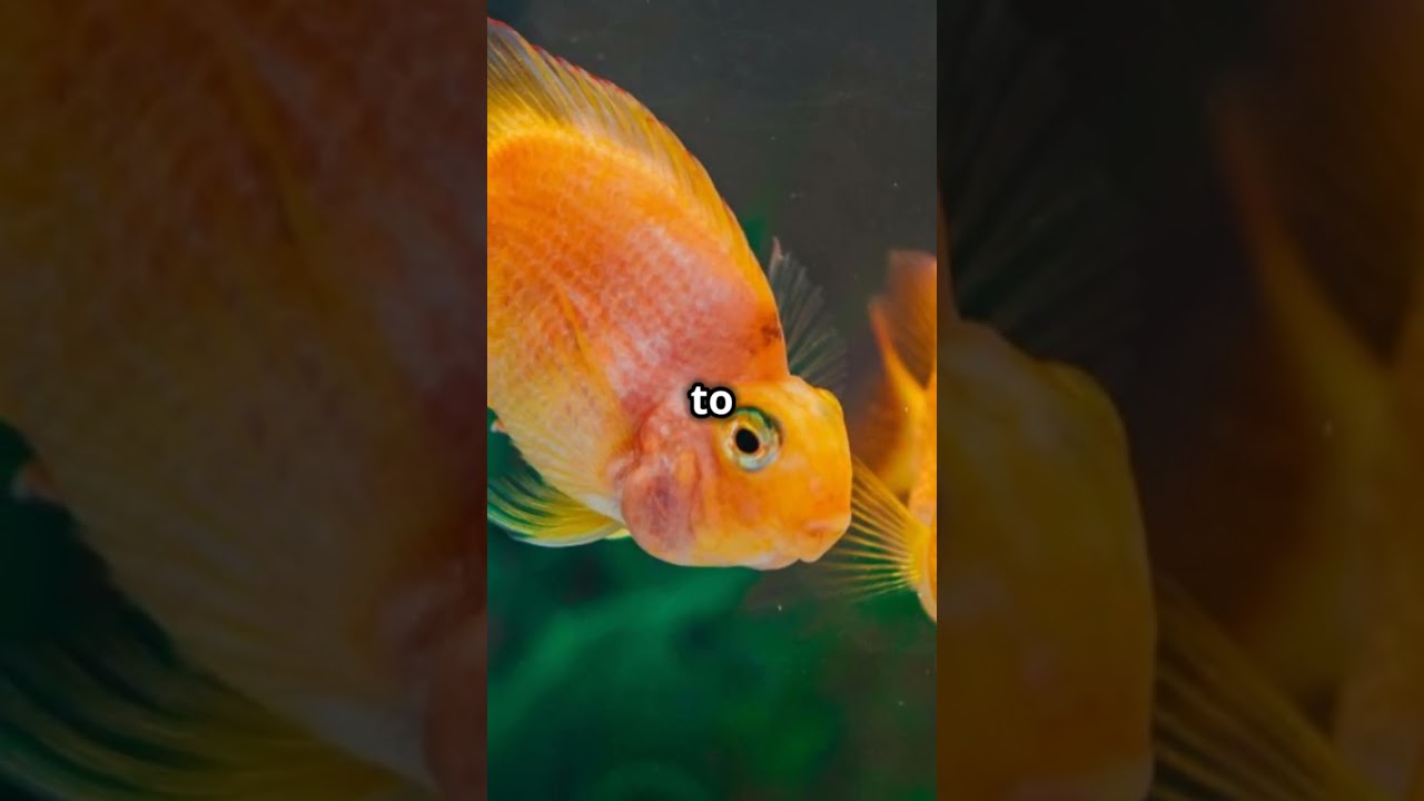 The Dwarf Gourami is the Perfect Addition to Your Aquarium! 🐠✨#Dwarf fish #gouramifish#AquariumFish