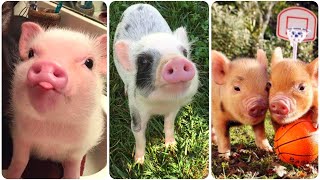 Cute Baby Pigs That Will Melt Your Heart - Cute Baby Animals - Cute Piglets Video - Baby Piggy by Pets Expo 17 views 5 months ago 2 minutes, 27 seconds