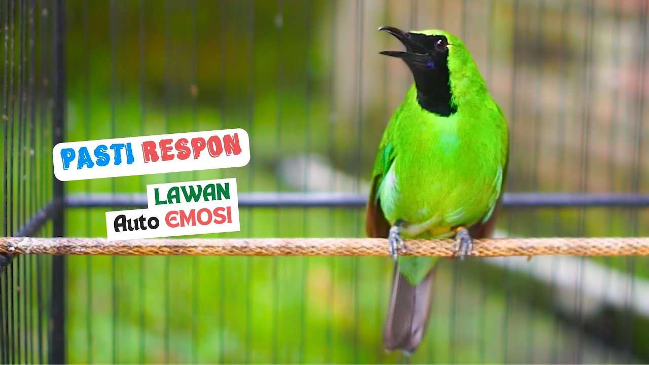 Cucak Ijo Gacor Ampuh Buat Pancingan Ijo Mana Saja Agar Emosi Seketika Mau Jamtrok Bongkar Materi