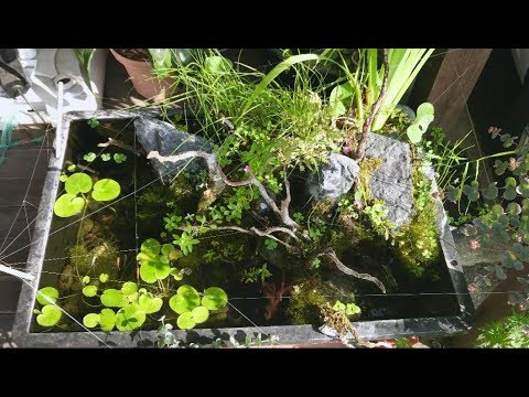 夏のメダカ トロ舟ビオトープ 苔 水草レイアウト Youtube