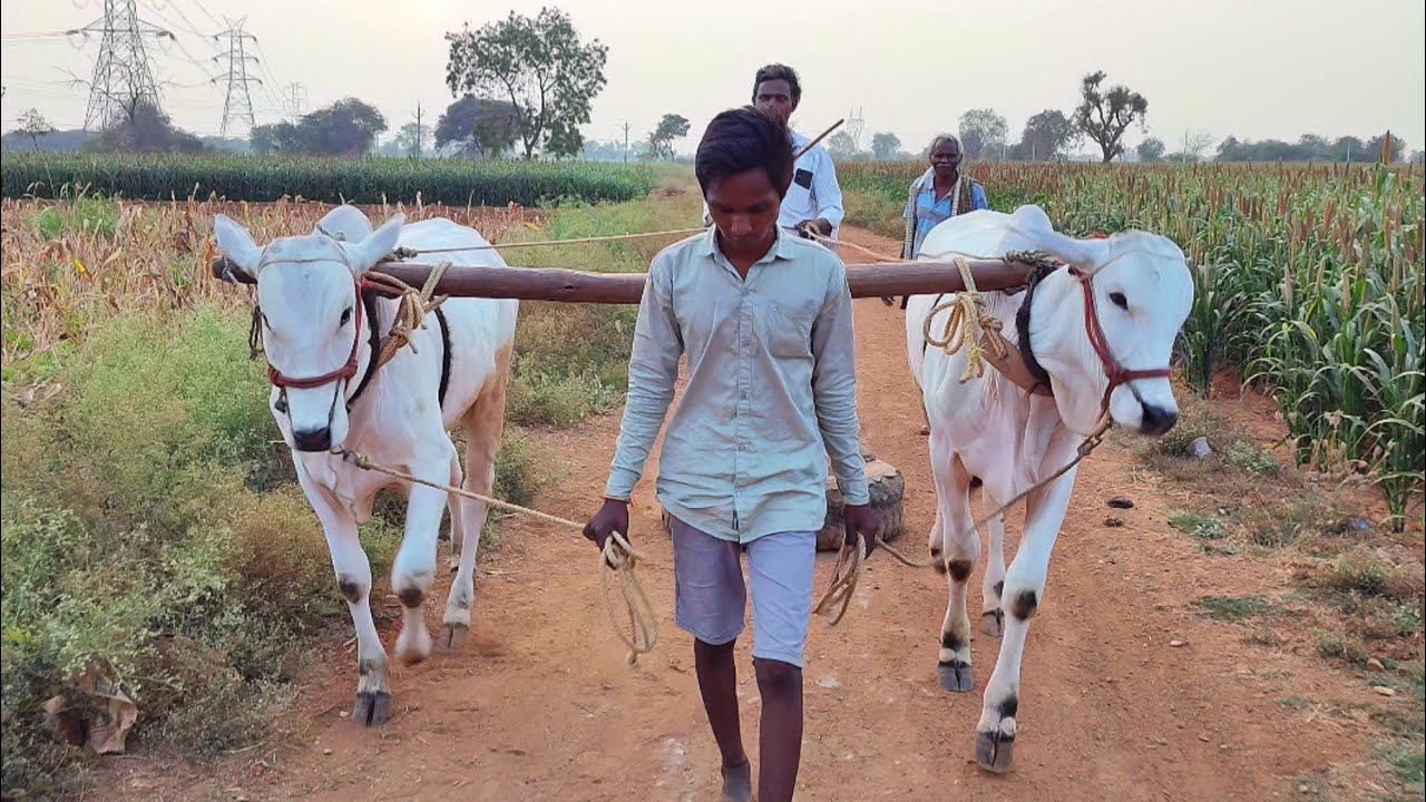 99594 63836 కసెట్టి.చెండ్రాయుడు గారి పాలపల్ల దూడలు,యాపరాపల్లె, మైదుకూరు మండలం,కడప జిల్లా 