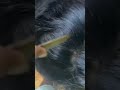 #fypviralシ #statisfying #Lice #hair #LiceOnHead #liceremoval #brasil #xyzbcafyp #licepopping #kutu