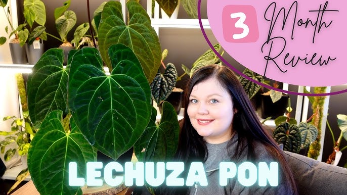How to make Lechuza PON!, DIY PON