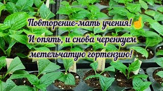 Зелёное черенкование метельчатой гортензии🌱🌱🌱