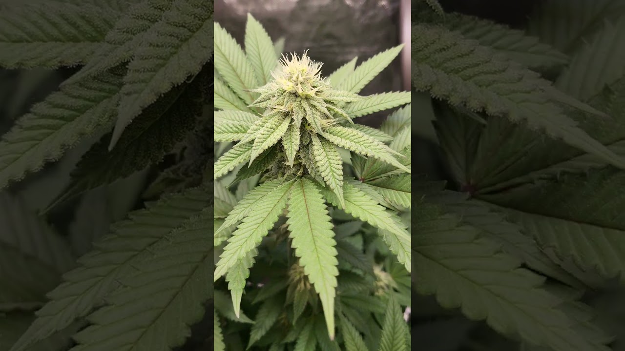 Ethos Colin OG RBX Feminized | Flowering, 1st day of 5th week! |  Beautiful, isn't it?