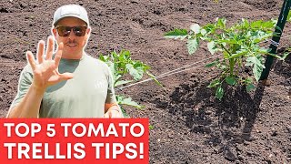 5 Rules for Tying Up Tomatoes: Essential Tips by Lazy Dog Farm 7,378 views 3 days ago 11 minutes, 49 seconds