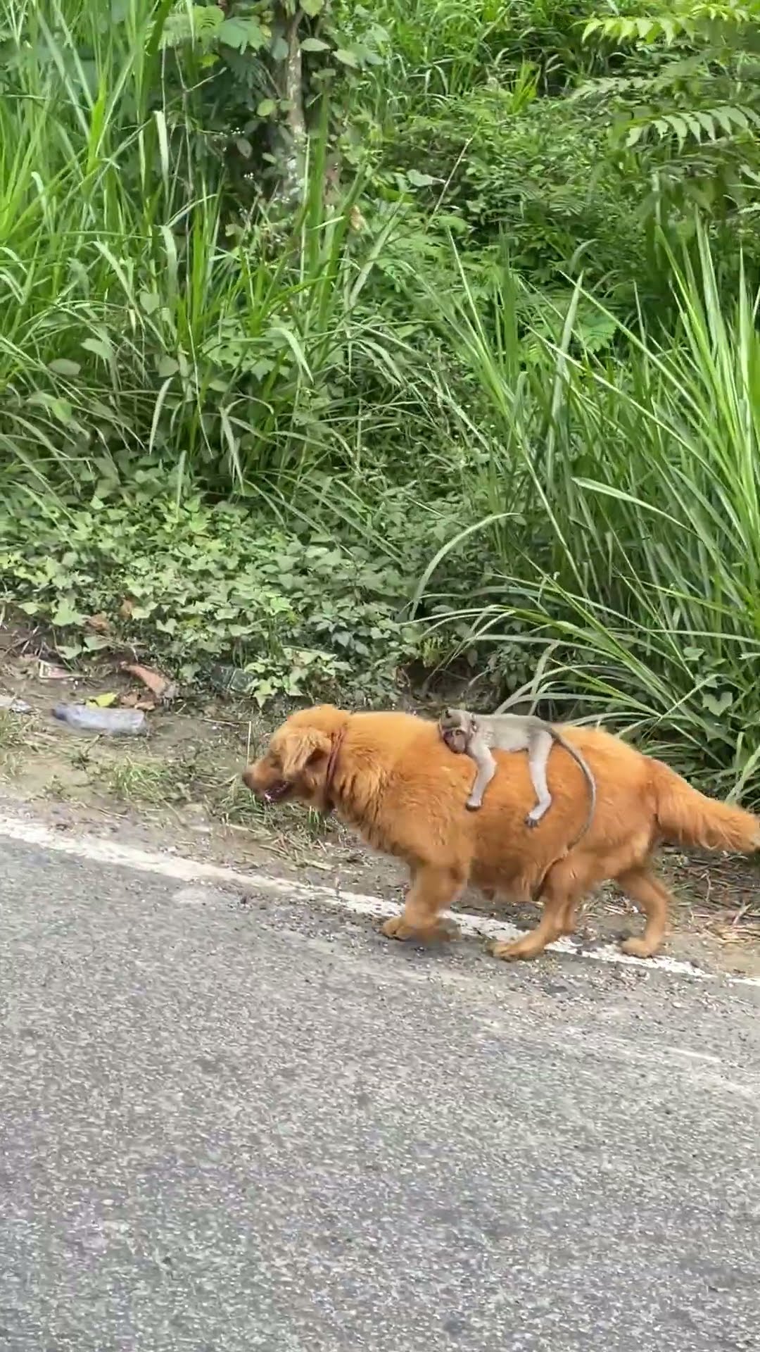 Baby Monkey Clings to Dog as If It Were Its Mother