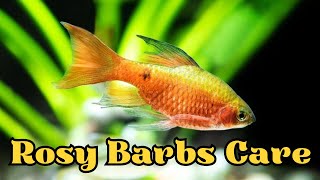 Rosy Barb Care and Species Profile (Best Tank Mates, Diet and Feeding,  Breeding Information & More) by Pets Curious 96 views 6 months ago 4 minutes, 43 seconds