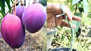 Splicing Red Emperor Mango Shoots So They Bear Fruit Quickly | How to Graft Mango Easy