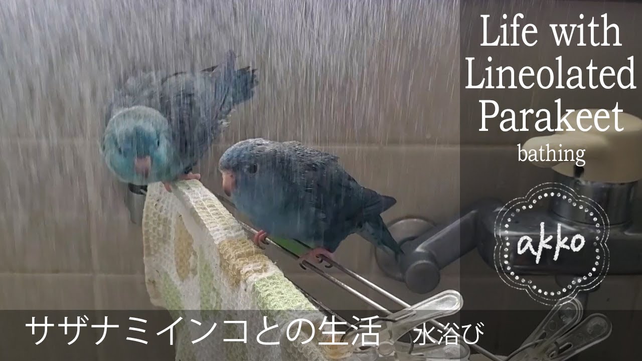 Life With Lineolated Parakeet 129 Bathing サザナミインコとの生活 水浴び Youtube