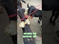 মাওয়ার গরু ছাগলের হাট #shortvideo #youtubeshorts #trending #nature #cowgoat