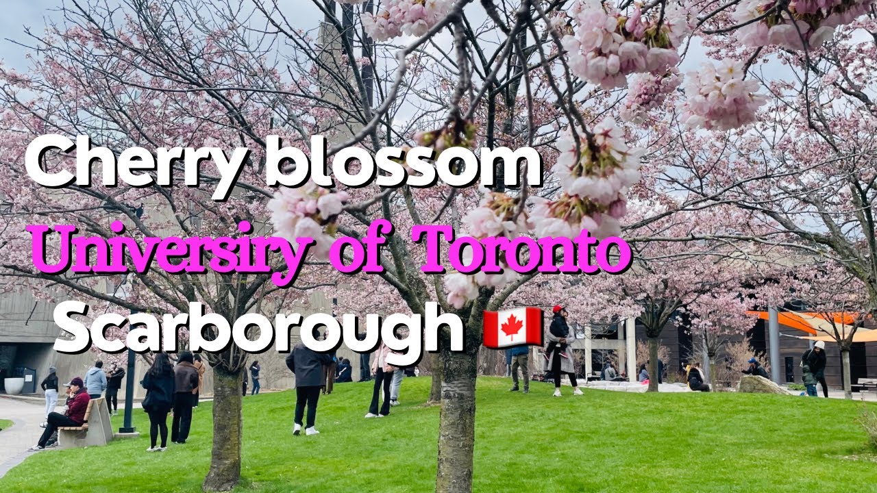 Cherry blossom in University of Toronto, Scarborough Canada spring in