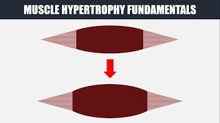 Muscle Hypertrophy Fundamentals | How to Train for Muscle Growth