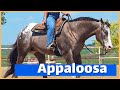 About the appaloosa horse  discoverthehorse