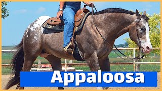 About The Appaloosa Horse Discoverthehorse