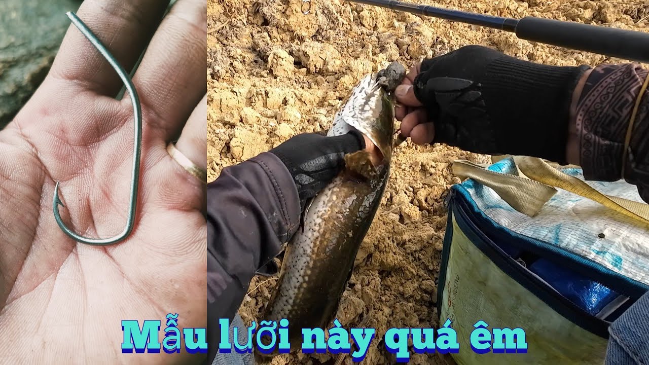 Câu cá lóc - HẦM LỤC BÌNH