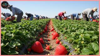 American Farmers Harvest Billions Of Pounds Of Fruit &amp; Vegetables — Fruit Farm | Farming Documentary
