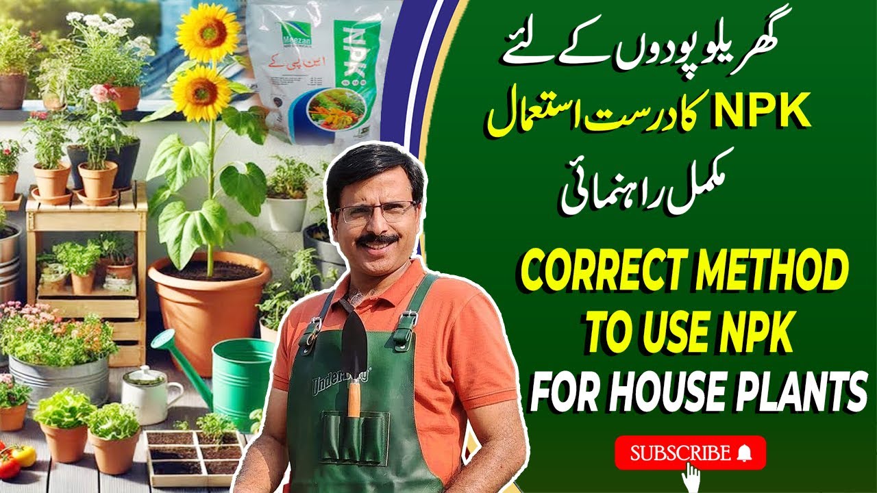 Correct Method To Use NPK For House Plants | Gardening With Javed Iqbal
