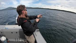 Solid Chicken Halibut! Halibut Fishing - Juneau, Alaska! MAY 2020