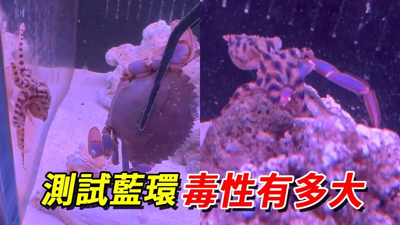 被藍環章魚咬過的獵物還能活多久？沒想到螃蟹這麼輕易就……下次換個大的！【王小怪】
