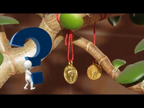 Приметы о комнатных растениях! Верить или НЕТ?