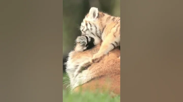 A free and fast tool for Instagram reels video download in HD. With this Instagram reels #shorts