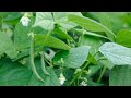 French Bean's, Green BEAN'S.🏕GREEN TERRACE Gardening#greenterracegardening#youtube#subscribe#youtube