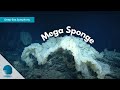 Deep-Sea Symphony: Mega Sponge
