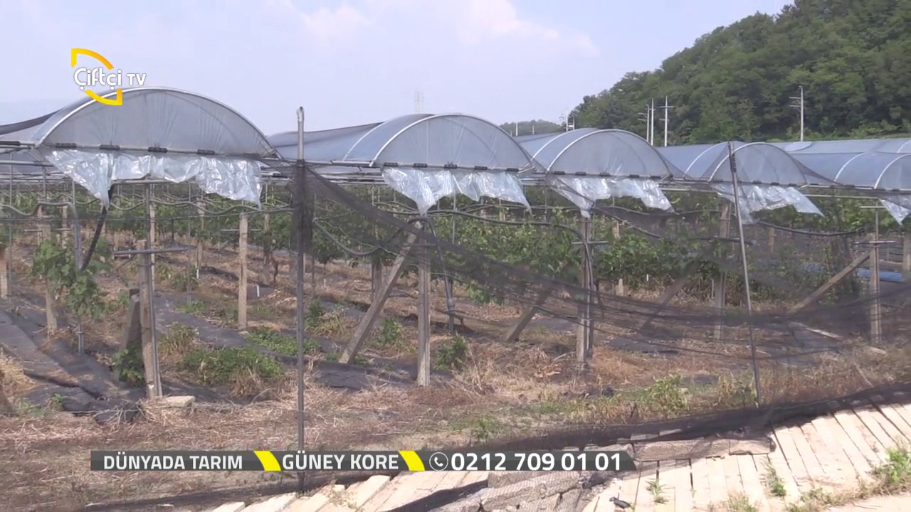 Dünyada Tarım - Kore'de Üzüm Yetiştiriciliği
