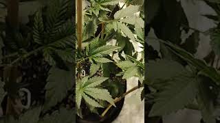 #cannabiscommunity #cannamunity