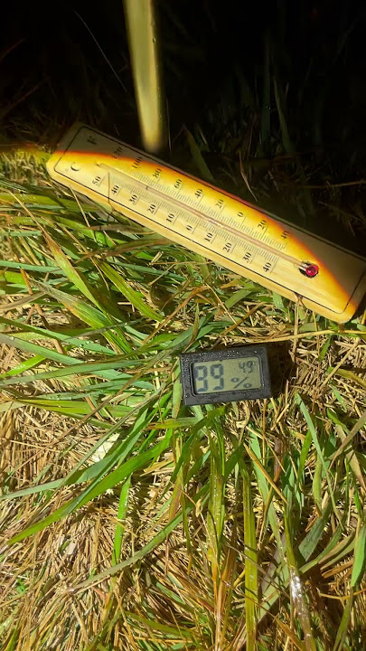 suhu di surya kencana 3 derajat 🥶