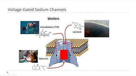 OSSM Neuro Chapter 4 - Voltage Gated Sodium Channels