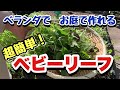 超簡単!ベビーリーフの作り方/期限切れの種の活用法