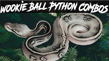 Wookie Ball Python Morph Combos | Jack