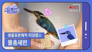 [A-Live 표본제작 타임랩스] 조류박제는 어떻게 만들어질까? 물총새 박제 전과정 공개! screenshot 3