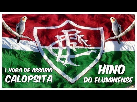 hino do fluminense para calopsita