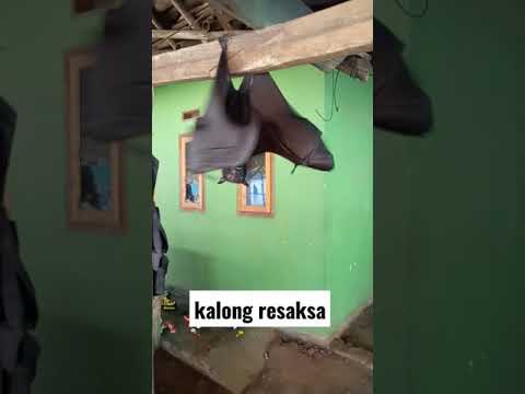 KELELAWAR RAKSAKSA