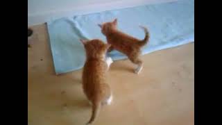 Two kittens fighting and having fun