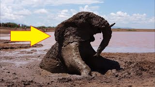 Слон по уши увяз в трясине из грязи на краю дамбы, только посмотрите кто пришёл ему на помощь