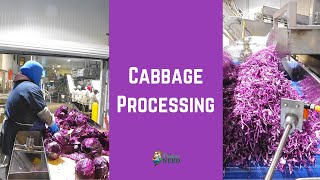Cabbage Processing: How Cabbage is Sliced to Create Bagged Cabbage