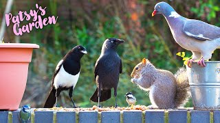 Cat TV 4K | Birds for Cats to Watch | Squirrel Videos for Cats | Cat Games | Stunning HDR