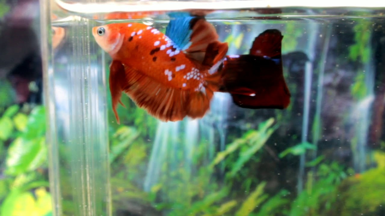 Orange Koi Galaxy ( Istana Betta Fish) - YouTube