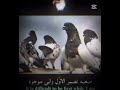 تباع 