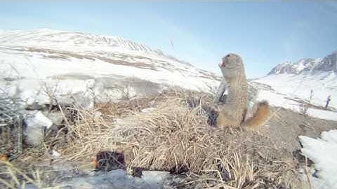 Squirrel trapping start to finish