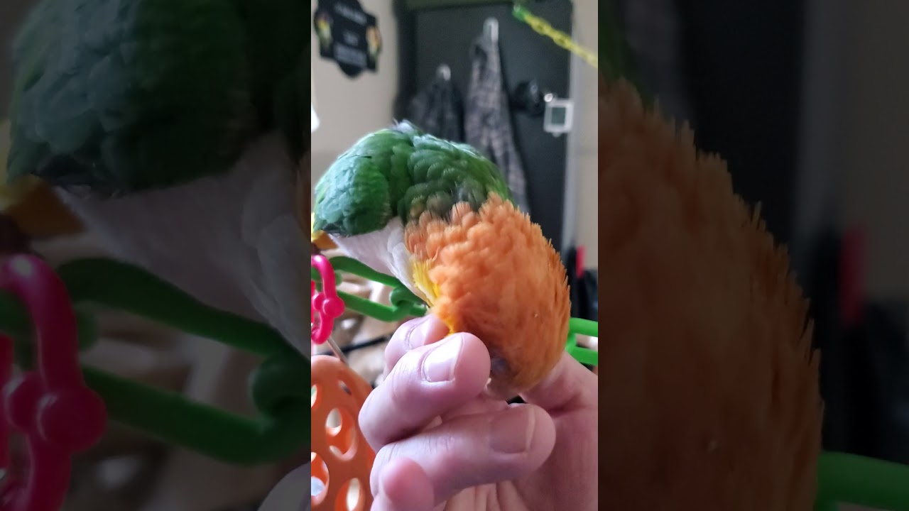 Monday morning with the caique flock ❤