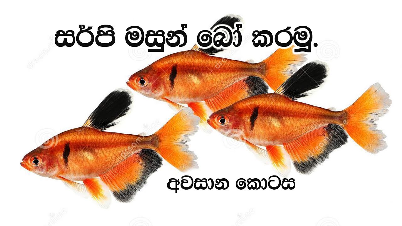 Parisaraya marai, How to Breed serpae fish sinhala 02 YouTube