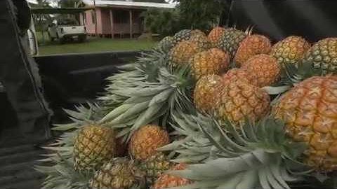 EU-SPC IKSA Project - HARVESTING & POST HARVESTING