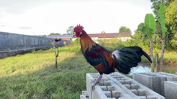 Qaib dib f4 pib khav lawm ไก่ป่าน้ำ4