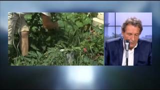 Ségolène Royal veut interdire la vente du désherbant Roundup dans les jardineries 720x454 1123k